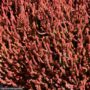 Heather (Calluna vulgaris) – Firefly – #1 Container